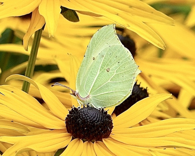 brimstone